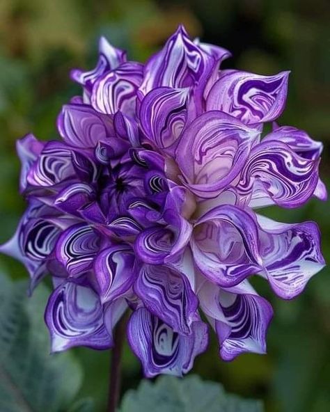 I Love Purple, Strange Flowers, Purple Plants, Lovely Flowers Wallpaper, Flowers Petals, Plant Photography, Unusual Flowers, Rare Flowers, Dahlia Flower