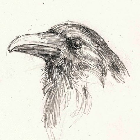 Pencil sketch of beady-eyed bird Bird Eyes Drawing, Pen Animal Sketch, Animal Eye Sketch, Bird Art Sketch, Hawk Drawing Sketches, Bird Eye Drawing, Bird Perspective Drawing, Drawings Of Ravens, Bird Ink Drawing