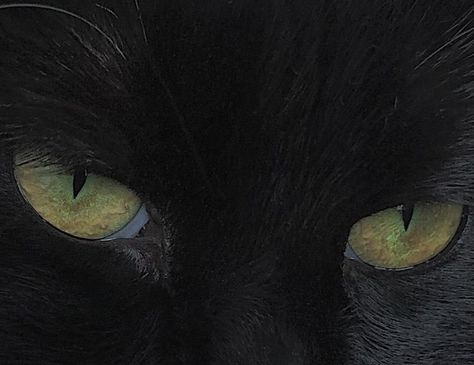 A Black Cat, A Black, Black Cat, Not Found, Green, Black