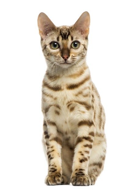 Cat Front Profile, Cat Front View, Realism References, Cat Drawing Sketches, Reference Animals, Cat Animation, Animation References, Cat References, Asian Leopard Cat