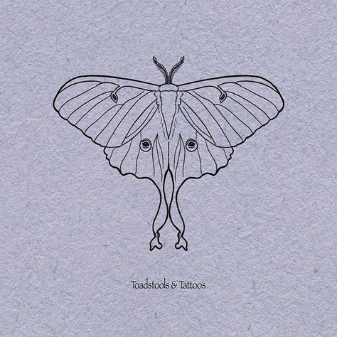 Moon Moth Tattoo, Moth Drawings, Chinese Moon Moth, Moth Tattoo Ideas, Lunar Moth Tattoo, Luna Moth Tattoo, Moth Drawing, Moth Tattoo Design, Lunar Moth