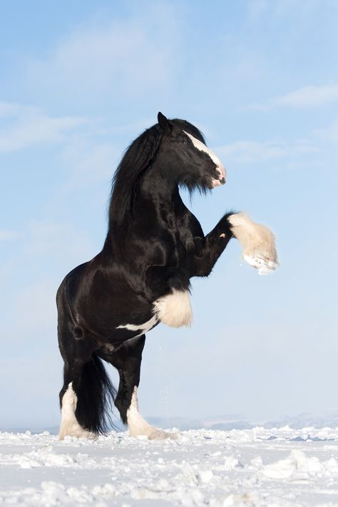 Shire Horse stallion Tom impresses with pure power and joy of life on this sunny winter day. - title Pure Power - by Sina Blanke on 500px The Shire, The Snow, Black And White, White, Black