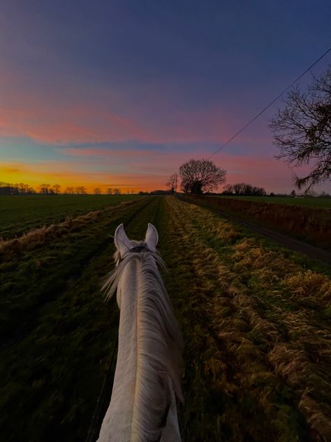 Hunter Jumper Horses, Horsey Life, Horse Riding Aesthetic, American Paint Horse, Cute Horse Pictures, Horse Profile, Horse Riding Equestrian, Horse Wallpaper, Horse Aesthetic