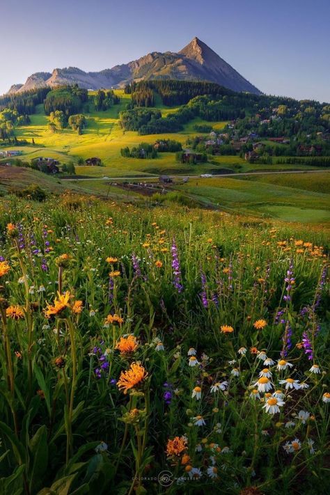 Looks like all of nature is “spring”-ing to life. 🌺🌻🌸 📸 IG: @ colorado.wanderer Colorado Aesthetic, Switzerland Nature, Colorado Wildflowers, Crested Butte Colorado, Colorado Summer, Visit Colorado, Crested Butte, The Rockies, Pretty Landscapes