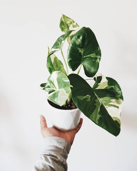 Olivra Homedecor on Instagram: “Variegated Alocasia🤗 Tag a Friend who would love this👇🏻❤️ 🌿Follow us for more @olivra.houseplants ➖➖➖➖➖➖➖➖➖➖ 📷 @plantsbybenny…” Alocasia Macrorrhiza, Variegated Alocasia, Princess Philodendron, Plant Goals, White Princess, Pretty Plants, Plant Mom, Green Life, Plant Lady