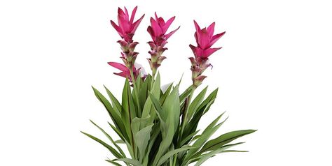 How to Care for Curcuma in Winter | Costa Farms Curcuma Plant, Florida Gardens, Tropical Garden Plants, Turmeric Plant, Ginger Plant, Growing Greens, Overwintering, Front Landscaping, Flower Care