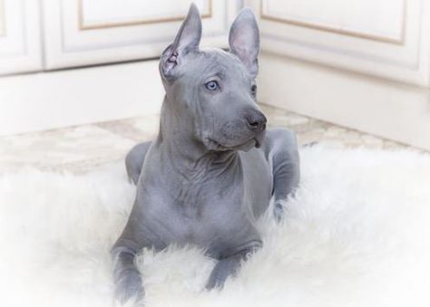 10 Unique Dog Breeds You Will Probably Never See Ancient Dogs, Thai Ridgeback, Unique Dog Breeds, Rare Dogs, Rare Dog Breeds, Love My Dog, Beautiful Dogs, Animals Friends, I Love Dogs