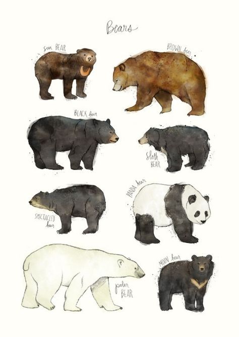 A print that asks the question “Which bear is best?” | 31 Beautiful Posters That Will Teach You A Damn Thing Spectacled Bear, Deer Nursery, Moon Bear, Sloth Bear, Bear Illustration, Alphonse Mucha, Art Et Illustration, Bear Art, Beautiful Posters