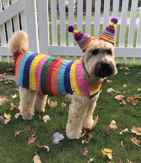 Slinky Dog Costume Diy, Slinky Dog Costume, Dog Costume Diy, Chucky Doll Costume, Best Dog Halloween Costumes, Puppy Halloween Costumes, Cute Dog Costumes, Dog Halloween Costume, Diy Dog Costumes