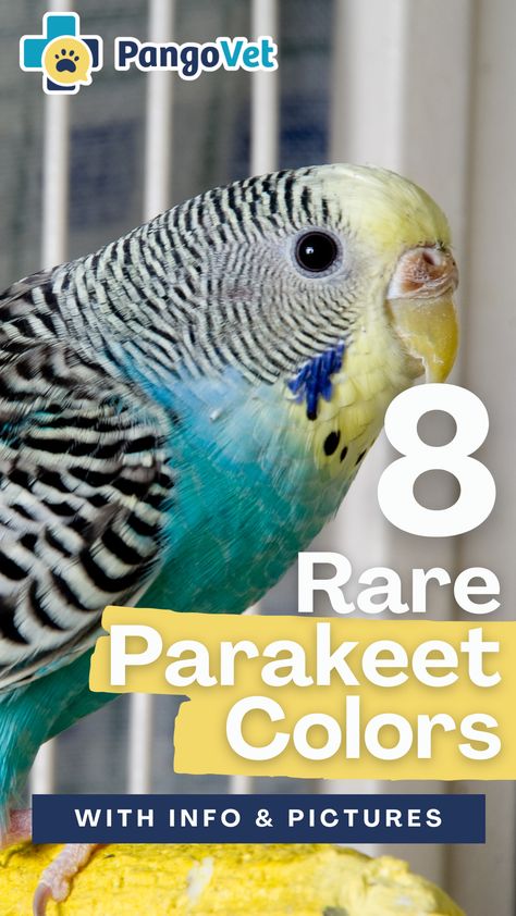 We look at eight rare parakeet colors so you can identify an unusually-colored parakeet or to help you decide the color you want to buy. Diy Parakeet Toys, Parakeet Playground, Fancy Parakeet, Parakeet Names, Parakeet Colors, Parakeet Food, Types Of Pet Birds, Colorful Parrots, Parakeets