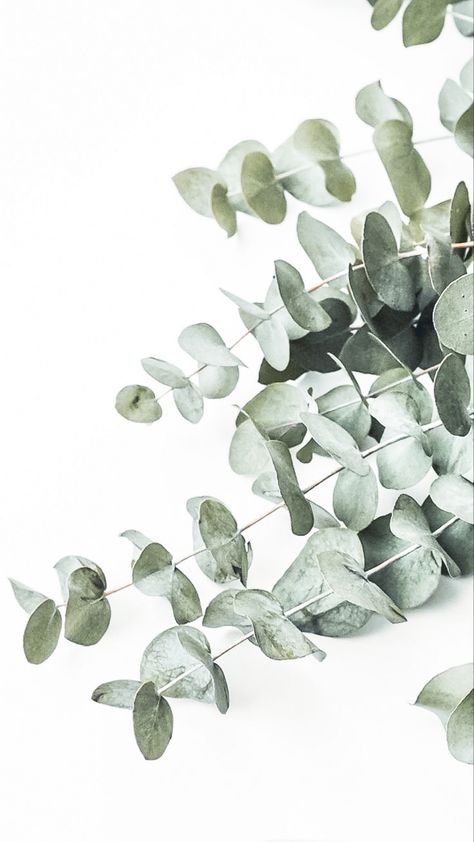 Eucalyptus Aesthetic Wallpaper, Eucalyptus Phone Wallpaper, Eucalyptus Wallpaper Iphone, Botanical Wallpaper Iphone, Eucalyptus Aesthetic, Eucalyptus Background, Eucalyptus Wallpaper, Mint Green Wallpaper Iphone, Greenery Background