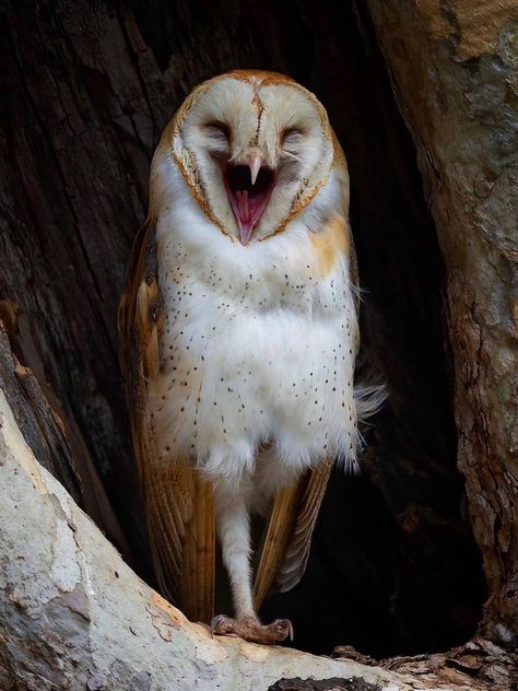 Owl Photos, Owl Pictures, Pretty Animals, Silly Animals, Barn Owl, Cute Owl, Animal Photo, Cute Little Animals, Creature Design