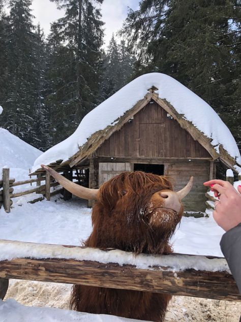 Country Winter Aesthetic, Winter Country Aesthetic, Country Winter, Winter Countryside Aesthetic, Country Christmas Aesthetic, Ukraine Christmas, Winter Farm Aesthetic, Winter Family Farm, Horse Winter Aesthetic