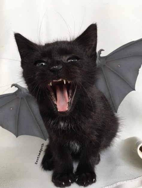 Black Panther Cat, Panther Cat, Vampire Cat, Gorgeous Cats, Silly Cats Pictures, Cute Black Cats, Silly Animals, Cute Animal Photos