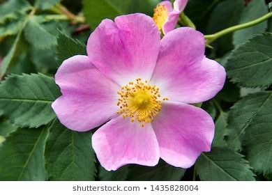 Alberta Wild Rose Images, Stock Photos & Vectors | Shutterstock Alberta Wild Rose Drawing, Alberta Wild Rose, Alberta Rose, Rose Outline, Bloom And Wild, Flower Close Up, Rose Drawing, Rose Images, Rose Pictures