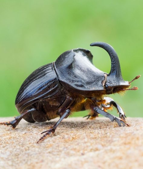 Cool Beetles Insect, Beetle Reference Photo, Horned Beetle Drawing, Rino Beetle, Rhinosaurus Beetle, Cool Beetles, African Insects, Beetle Side View, Pretty Beetles