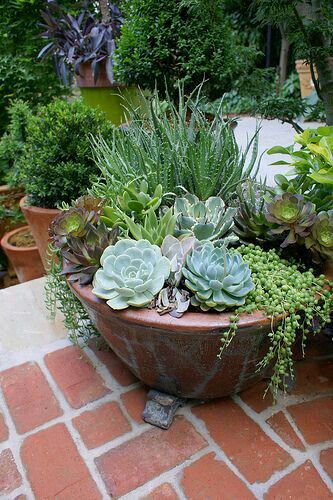 Succulent Garden Design, Succulent Gardening, Have Inspiration, Succulents In Containers, Garden Containers, Succulent Garden, Cactus Y Suculentas, Cactus Garden, Succulent Pots