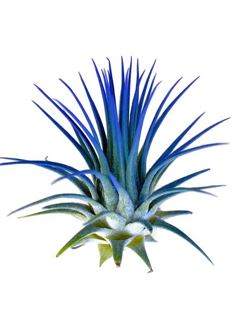 Blue Ionantha Guatemala Tillandsia Air Plant, Guatemala Air Plant, Air Plant, Airplant Wedding Greenery Garland, Air Plants Care, Plant Indoor, Barn Wedding Decorations, Tillandsia Air Plant, Plant Gift, Arch Decoration Wedding, Cocoa Beach, Air Plant Holder