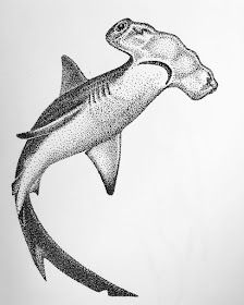 Hammerhead shark by M. Lecanda Hammerhead Shark Skeleton, Shark Pencil Drawing, Hammerhead Shark Drawing Sketches, Hammer Shark Drawing, Leopard Shark Drawing, Hammer Head Shark Drawings, Hammer Head Shark Tattoos, Hammerhead Shark Painting, Hammerhead Shark Drawing