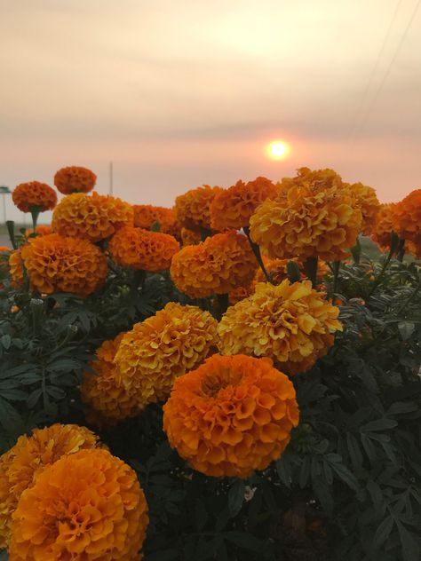 Desi Vibes, Fleur Orange, Take What You Need, Nothing But Flowers, Orange Aesthetic, Flower Therapy, Beautiful Bouquet Of Flowers, Pretty Plants, Do Better