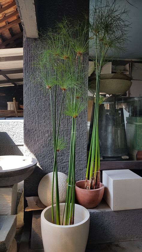 #papyrus tanaman air eksotis tersedia banyak di lapak kami Papyrus Flower, Papyrus Plant, Tanaman Air, Design Pot, Japanese Garden Landscape, Shade Garden Plants, Garden Landscape, Garden Wall Decor, Urban Jungle