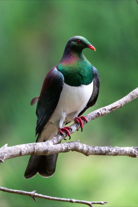 This photo features one of New Zealand's favourite native birds, the #Kererū. It was taken in the wild by Dan while he was walking the length of #NewZealand #TeAraroa #bird #print #etsy #wallart #photoprint Birds Of New Zealand, Flora And Fauna Photography, Native Nz Birds, New Zealand Native Birds, Kereru Bird, New Zealand Animals, New Zealand Wildlife, Pigeon Art, Nz Birds