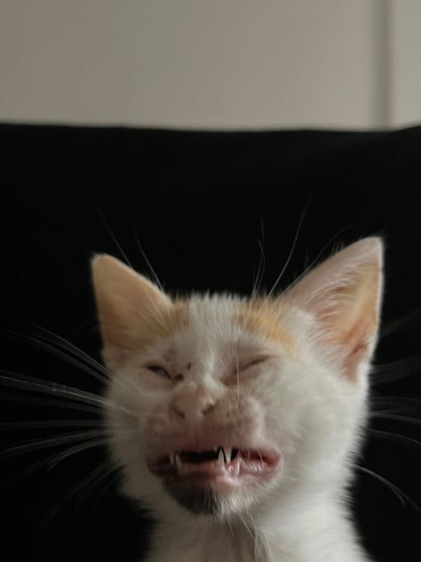 Cat, kitty, kitten, cats Cats Sneezing, Ugly Cats, Cat Sneezing, Weird Cats, Surprise Pictures, Ugly Cat, Low Exposure, Cat Cleaning, Animal References