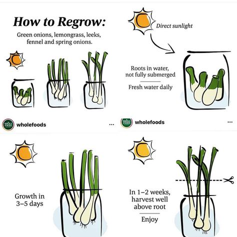 Garden Greenhouse Ideas, Plants Grown In Water, Herb Garden In Kitchen, Small Vegetable Gardens, Vegetable Garden Planning, Greenhouse Ideas, Plant Care Houseplant, Home Grown Vegetables, Vegetable Garden Diy