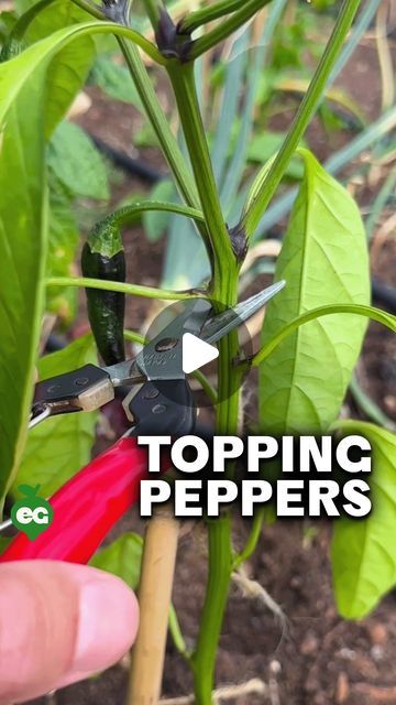 We help you grow. on Instagram: "Should you prune your #pepper plants? This advice has been spread around for ages, and honestly - we've done it as well. But we don't anymore, for a few reasons:  First, what is "topping"? It's a weirdly-phrased way to describe snipping the growing tip off of your pepper plants when they're young to force lower branching, creating more foliage and theoretically more peppers.   While it CAN work, we'd only use it in one specific scenario:  If you have a long, warm growing season, it's early in the season, and the pepper you're topping produces small peppers in large amounts. Think a Thai chili, or a shishito.   We wouldn't do it with a large pepper like a bell, or in a short season - there's just not enough time to "make up the difference" when you chop the Growing Peppers In Garden, Pepper Plant Support, What To Do With Peppers, Pepper Plants Growing Tips, Growing Green Peppers, Tabasco Peppers, Small Peppers, Growing Chili Peppers, Bell Pepper Plant