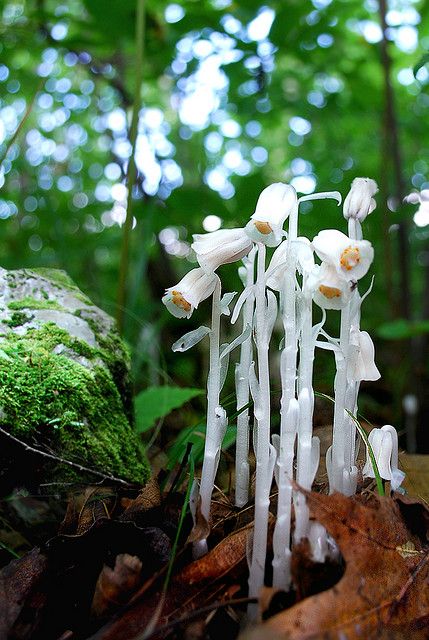 Ghost Pipes: Monotropa uniflora, known as the ghost plant, Indian pipe, or corpse plant is a herbaceous perennial plant, It is native to temperate regions of Asia, North America and northern South America,.It is generally scarce or rare in occurrence.it is white and does not contain chlorophyll. it is parasitic, more specifically a myco-heterotroph. Its hosts are certain fungi meaning it ultimately gets its energy from photosynthetic trees. Monotropa Uniflora, Piping Flowers, Ghost Plant, Strange Flowers, Weird Plants, Unusual Plants, Unusual Flowers, Rare Flowers, Herbaceous Perennials