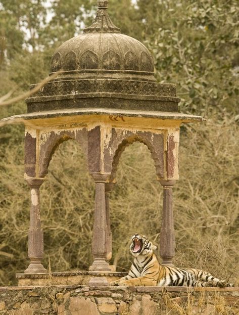 Ranthambore National Park, Amazing India, Om Namah Shivaya, North India, Indian Architecture, A Tiger, Rajasthan India, South Asia, Incredible India