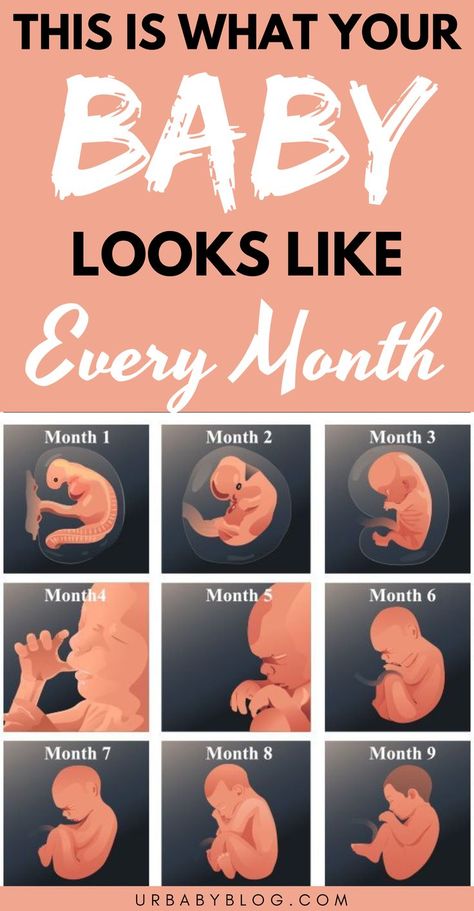 here is a month-by-month sneak peek of what’s probably happening in your pregnant belly now. #pregnancy #pregnant #pregnancycare #babypregnancy #newpregnant 5 Month Pregnant Belly, 5 Months Pregnant Belly, Pregnancy Symptoms By Week, 5 Months Pregnant, 7 Months Pregnant, Pregnancy Info, Prenatal Care, Pregnancy Months, Baby Blog