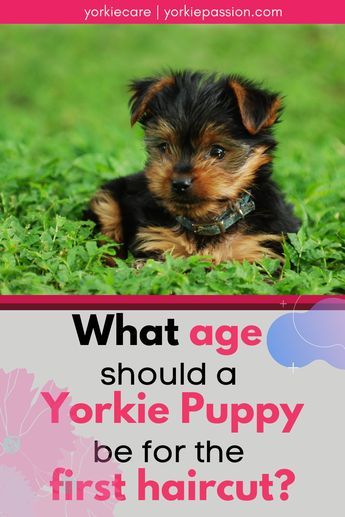 Yorkie Collar, Morkie Haircut Hairstyles, Yorkie Terrier Haircuts, Cute Yorkie Haircut, Yorkie Teddy Bear Cut, Yorkie Puppy Haircuts, Yorkie Puppy Cut, Yorkie Grooming, Yorkie Puppy Care