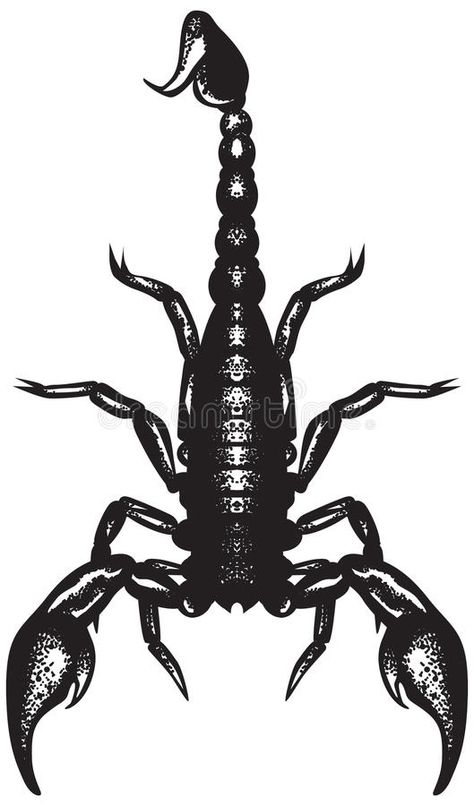 Scorpion stock illustration Scorpion Scientific Illustration, Scorpion Top View, Scorpion Drawing Simple, Scorpion Chest Tattoo, Scorpion Black And White, Black Scorpion Tattoo, Scorpion Aesthetic, Scorpion Vector, Scorpion Illustration