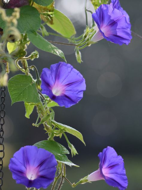 Growing Morning Glories From Seed: A Guide To Planting Morning Glory Seeds How To Store Seeds, Morning Glory Plant, Morning Glory Seeds, Morning Glory Vine, Morning Glory Flowers, Old Farmers Almanac, Morning Glories, Birth Flower Tattoos, How To Attract Hummingbirds