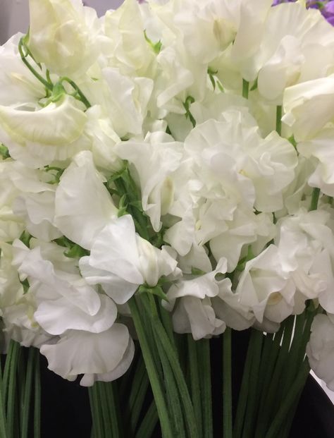 Perfect white Japanese Sweet Pea Sweet Pea Wedding Flowers, White Sweet Pea, Sweet Pea Bouquet, Sweet Pea Flowers, Boquette Flowers, Japanese Sweet, Florist Supplies, Pink And White Flowers, All Flowers