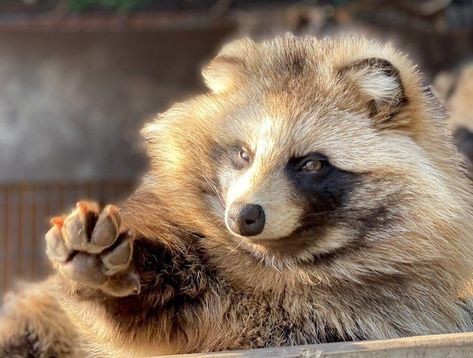 WholesomeMemes on Twitter: "https://t.co/aUCHvj4Lav" / Twitter Raccoon Pfp, Raccoon Wallpaper, Raccoon Tail Hair, Japanese Raccoon Dog, Raccoon Drawing, Raccoon Dog, Red Pandas, Cute Raccoon, Fascinating Facts