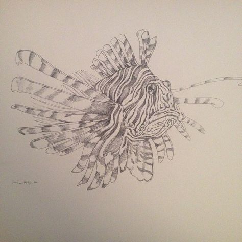 Lion Fish Drawing, Lionfish Drawing, Lionfish Art, Lionfish Tattoo, Puffer Fish Art, Reef Photography, Coral Reef Photography, Whale Shark Tattoo, Fish Sketch