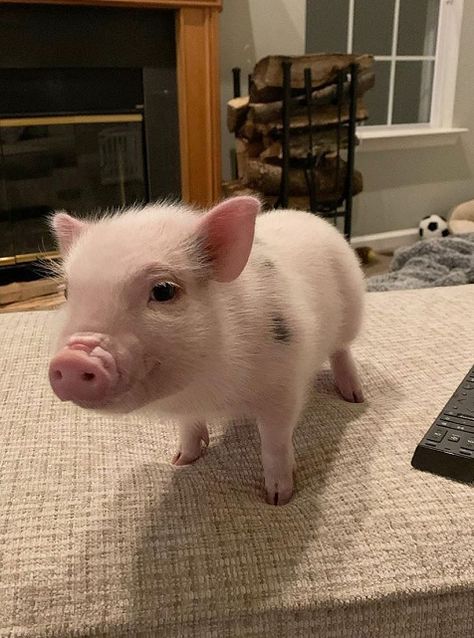 There are more and more pet pigs now. However, these kinds of pigs are basically the same, so the problems needing attention in raising are similar, then what kind of feeding methods will it have? feeding of pet pigs, the pleasure of raising pet pigs# lovely pet pigs# interesting pet pigs, #pet pigs that bring you joy #cute pigs #funny pigs# mini pig # adorable pet# Mammals## popular pet#unique pet# House Pigs Pets, Mini Potbelly Pigs, Unique Pets, Micro Pig, Pig Pet, Needing Attention, Pet Pig, Miniature Pigs