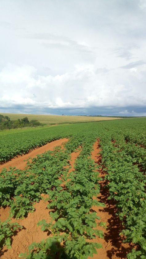 Potato! Potato Farm, Potato, Maine, Vision Board, Quick Saves