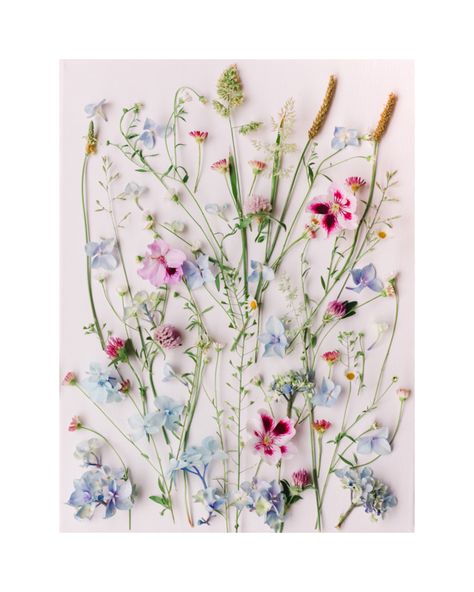 Pretty Wildflowers on Artfully Walls Pastel Wildflowers, Living In Portugal, Wildflower Decor, Flower Petal Art, Girls Nursery Floral, Plexiglass Panels, Herb Art, Floral Preservation, Living Simply