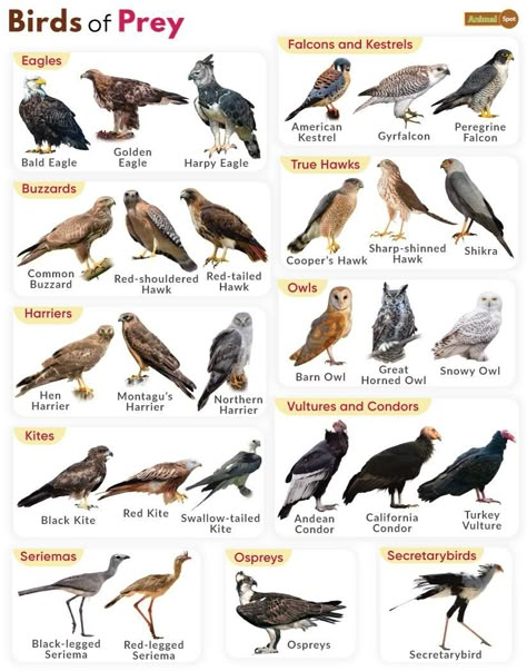 Backyard Birds Watching, Northern Goshawk, Animal Infographic, Sharp Shinned Hawk, List Of Names, White Tailed Eagle, Eastern Screech Owl, Saw Whet Owl, Bird Facts