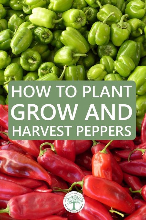 Gardening Peppers, Pepper Varieties, Growing Hot Pepper, Grow Peppers, Sweet Pepper Recipes, Growing Peppers, Vegetable Harvest, Hot Pepper Seeds, Vegetable Garden Tips