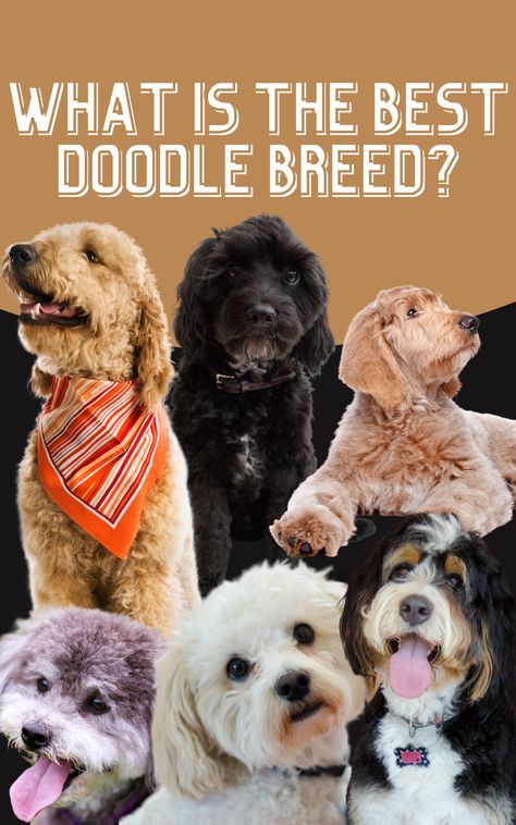 We specialize in loving doodles so we have the inside on information the best doodle breeds of 2020. Click the link to read more on these amazing breeds. 1.Goldendoodle 2.Labradoodle 3. Bernedoodle 4. Cavapoo AKA Cavadoodle 5. Maltipoo AKA Maltidoodle 6.Schnoodle Choose the doodle that is right for you and your lifestyle! Read more about our chosen doodles. Types Of Doodles Dogs, Brown Doodle Dog, Chocolate Doodle Dogs, Doodle Dogs Breeds, Mini Doodle Dog, Best Doodles, Double Doodle Puppies, Best Hypoallergenic Dogs, Doodle Dog Breeds