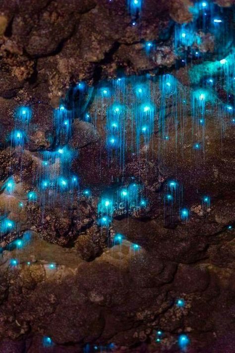 Waitomo glow worm caves, New Zealand Glowing Cave Aesthetic, Cavern Aesthetic, Bioluminescent Cave, Maori Aesthetic, Bioluminescence Aesthetic, Glowworm Caves New Zealand, Bioluminescent Forest, Aesthetic Cave, Cave Aesthetic