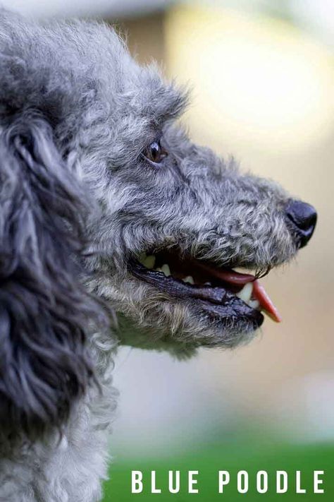 The blue Poodle has a unique coat and a loving, affectionate and lively personality. This athletic companion pet and working dog is originally black, but their blue fur fades as they grow older. An adult blue Poodle will look more blue grey than black. Blue Poodle, Gray Toy Poodle, Blue Poodle Standard, Chocolate Poodle Standard, Standard Poodle Black, Grey Poodle, Black Poodle Standard, Silver Poodle, Black Puppy