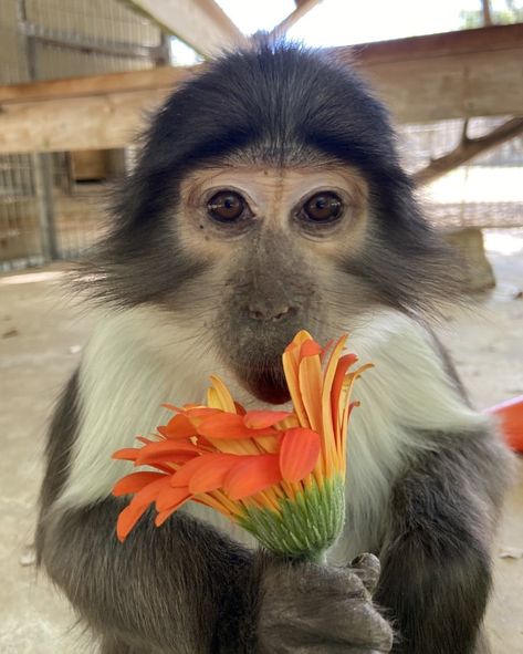 Green Monkey, Monkey Cute, Aesthetic Monkey Wallpaper, Monkey Flower, Monkey Selfie, Cute Monkeys, Mono Meme, Monkeys Aesthetic Animal, Silly Animal Pictures