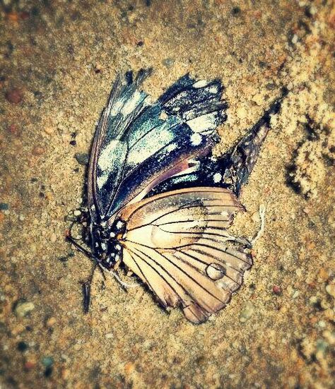 Beautiful yet dead butterfly. It's very colourful. I saw it on the sand this morning.  Mummy hbd. 😁 Dead Butterfly, The Sand, This Morning, I Saw, Bugs, Insects, Bee, Quick Saves, Color