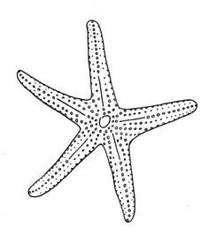 Draw Starfish, Starfish Drawing, Starfish Colors, Starfish Tattoo, Roatan, Outline Drawings, Stenciling, Printable Image, Teaching Art