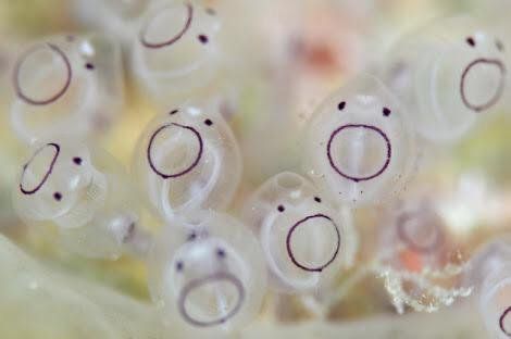 Sea Squirt, Close Up, Bubbles